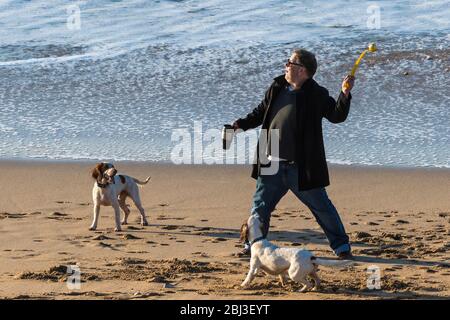 Propriétaire d'un chien tenant un mug à café et jetant une balle pour ses jeunes Espagnols Springer énergiques sur la plage de Fistral à Newquay, dans Cornwall. Banque D'Images