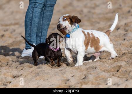 Un chiot Dachshund et un chiot Basset Hound jouant énergiquement avec des expressions comiques sur Fistral Beach à Newquay, dans Cornwall. Banque D'Images