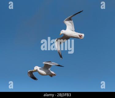 Une paire de Goélands argentés européens Larus argentatus volant en hauteur. Banque D'Images