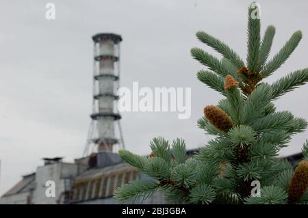 L'épinette est un arbre frais avec des cônes sur le fond d'un ciel nuageux à Tchernobyl Banque D'Images