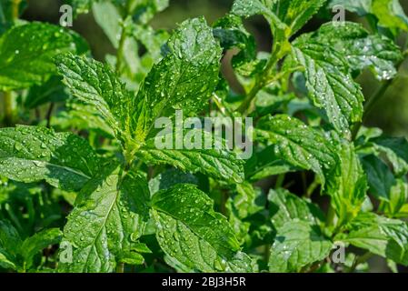 Gros plan de feuilles vertes humides de menthe poivrée (Mentha x piperita Swiss), croix entre menthe aquatique et menthe verte Banque D'Images