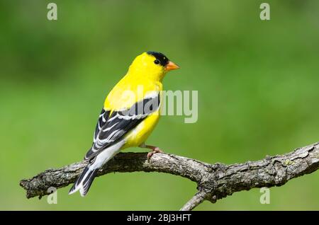 American Goldfinch, Spinus tristis, homme Banque D'Images