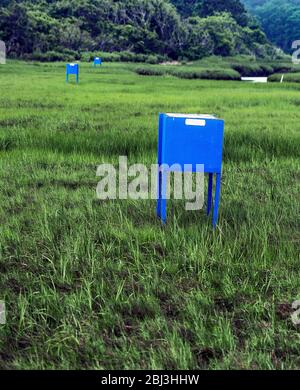 Pièges à moustiques dans un marais salé sur Cape Cod dans le Massachusetts. Banque D'Images