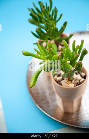 Plante suce Sedum famille Crassulaceae. Une fleur dans un verre avec des cailloux. Maison sans prétention. Mini-jardin. Fond bleu avec place Banque D'Images