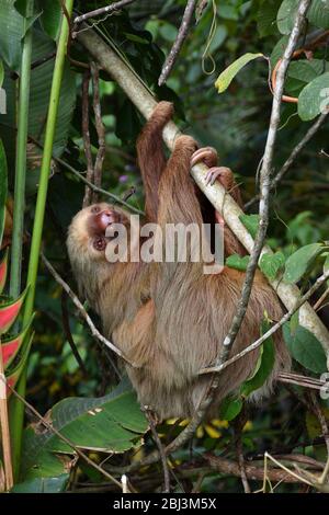 Deux-toed sloth avec son cub Banque D'Images