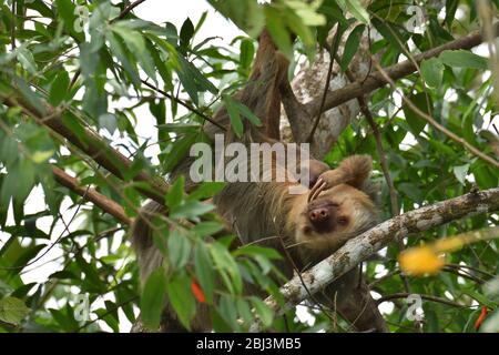 Deux-toed sloth avec son cub Banque D'Images