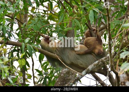 Deux-toed sloth avec son cub Banque D'Images