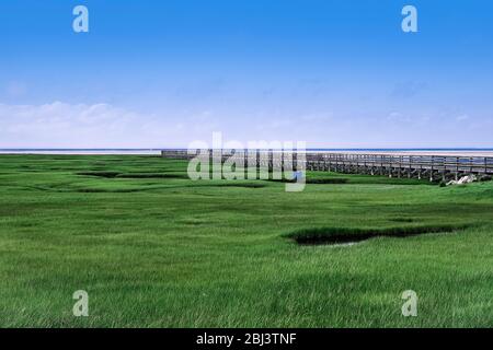 Promenade en bois de marais salés à Gray's Beach, sur Cape Cod, dans le Massachusetts. Banque D'Images