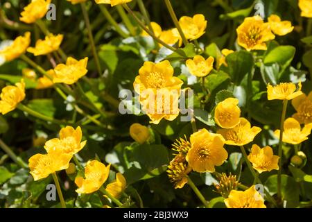 MOINDRE CELANDINE dans un Fife Wood, Écosse Royaume-Uni Banque D'Images