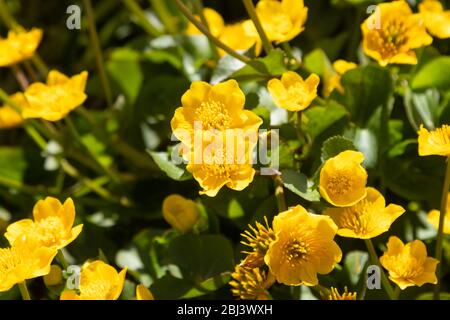 MOINDRE CELANDINE dans un Fife Wood, Écosse Royaume-Uni Banque D'Images