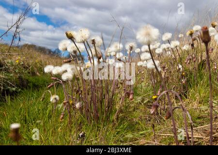 Coltsfoot Seedheads, Tussilago farfara Banque D'Images