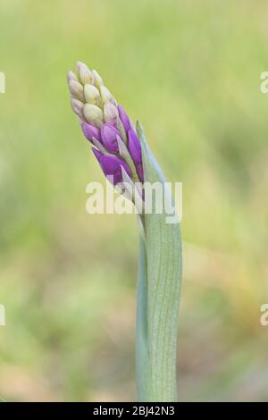 Larrabetzu, Bizkaia/Pays basque ; 18 mars 2017. Floraison d'une orchidée au printemps. Banque D'Images