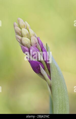 Larrabetzu, Bizkaia/Pays basque ; 18 mars 2017. Floraison d'une orchidée au printemps. Banque D'Images
