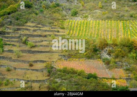 Croisière panoramique du Rhin moyen - pentes et vignobles en terrasses, près de Bad Salzig, Rhénanie-Palatinat, Allemagne Banque D'Images