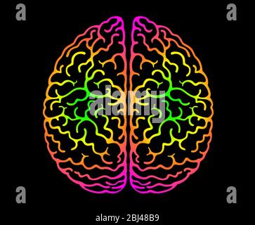 Cerveau humain. Couleurs vives fond noir. Hemisphères cérébraux, convolutions du cerveau mental, plis du cerveau. Vue de dessus, vue de face, réaliste Illustration de Vecteur