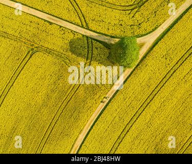 Vue aérienne du dessus du champ de colza fleuri et d'un arbre. Magnifique paysage de campagne en plein air depuis la vue sur la drone. Beaucoup de plantes en fleurs. Thème du printemps Banque D'Images