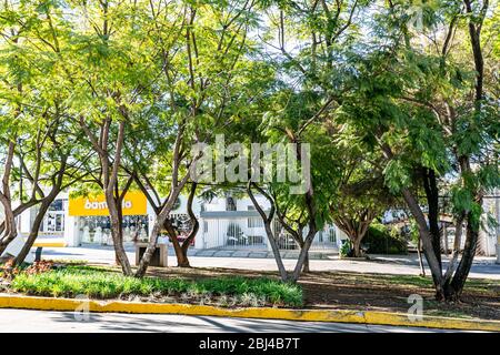 Guadalajara, Jalisco / Mexique. 6 janvier. 2020. Arbres verdoyants dans la bande centrale ou la réserve centrale entre une avenue, ensoleillé et calme hiver Banque D'Images