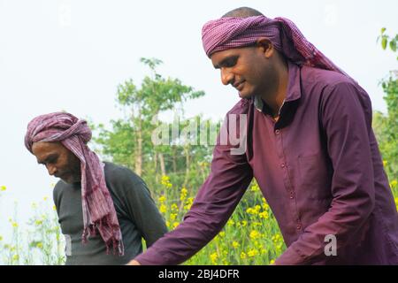 Agriculteur indien faisant du travail agricole, Inde Banque D'Images