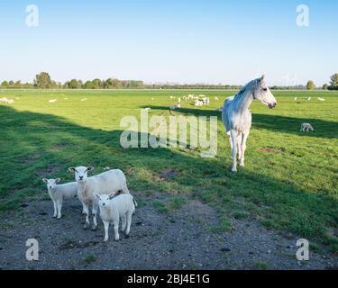 ewa avec agneaux et cheval blanc dans un pré vert herbacé de printemps aux pays-bas sous le ciel bleu Banque D'Images