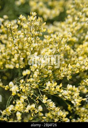 Genêts en fleur, Cytisus scoparius, au printemps Banque D'Images