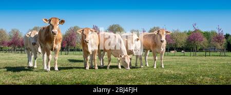curieux jeunes vaches blondes d'aquitaine dans la pré de printemps près de fleurs colorées sous le ciel bleu Banque D'Images
