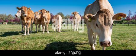 curieux jeunes vaches blondes d'aquitaine dans la pré de printemps près de fleurs colorées sous le ciel bleu Banque D'Images