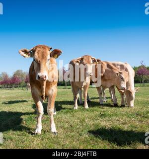 curieux jeunes vaches blondes d'aquitaine dans la pré de printemps près de fleurs colorées sous le ciel bleu Banque D'Images