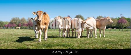 curieux jeunes vaches blondes d'aquitaine dans la pré de printemps près de fleurs colorées sous le ciel bleu Banque D'Images