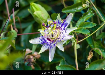 Gros plan macro d'une belle complexité exotiques incroyable bleu et violet passiflore Passiflora caerulea Passiflore contre green garden backgrou Banque D'Images