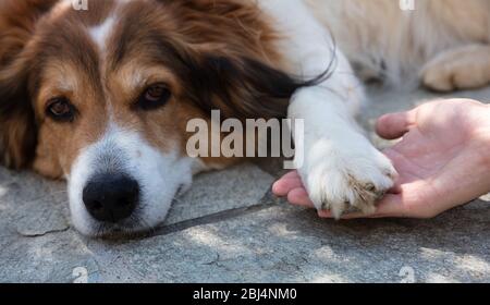 Chien de berger en position fatiguée, chien de main de homme tenant les chiens paw tenderly. Animaux domestiques de couleur blanche et brune paresseux ou malade Banque D'Images