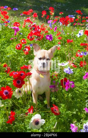 Chihuahua brun parmi différentes fleurs colorées dans le jardin Banque D'Images