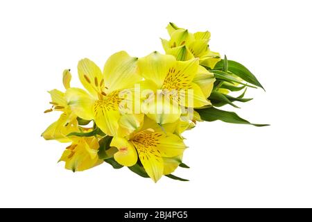 Fleurs jaunes d'Alstroemeria isolées sur fond blanc. Fond floral Banque D'Images