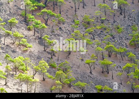 Pins dans le volcan San Antonio de la Palma Banque D'Images