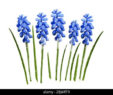 Ensemble de fleurs de muscari bleu avec des feuilles vertes isolées sur fond blanc. Illustration. Banque D'Images