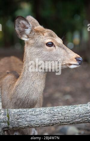Roaming de cerf gratuit à Nara, Japon au parc de cerfs de Nara. Banque D'Images