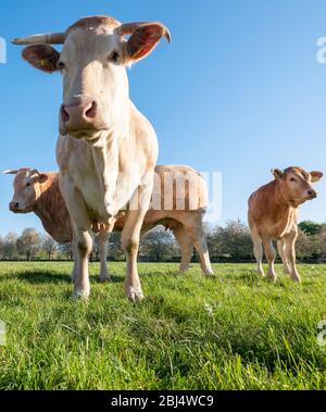 vaches blondes d'aquitaine dans un pré de printemps vert frais sous ciel bleu clair Banque D'Images