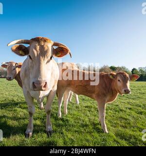 vaches blondes d'aquitaine dans un pré de printemps vert frais sous ciel bleu clair Banque D'Images