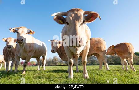 vaches blondes d'aquitaine dans un pré de printemps vert frais sous ciel bleu clair Banque D'Images