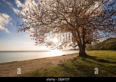 Le soleil couchant brille à travers un arbre avec des feuilles rouges sur une plage déserte à Maurice. Banque D'Images