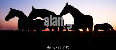 silhouette panorama des chevaux dans les prés contre le ciel coloré au coucher du soleil Banque D'Images