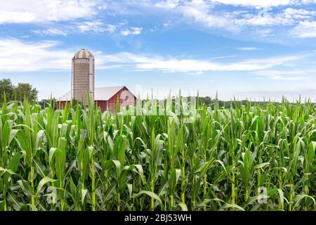 Grange rouge classique et silo derrière un champ de maïs vert et sous un ciel bleu avec espace de copie si nécessaire. Scène rurale traditionnelle. Banque D'Images