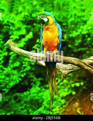 Photo de stock - aras de Scarlet, Ara Macao, oiseau assis sur la branche. Perroquets de macaw dans la forêt tropicale. Banque D'Images