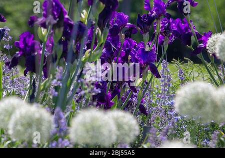 Fond fleuri extraordinaire - fleurs violettes, bleues et blanches, iris et oignons - dans le parc Muzeon à Moscou Banque D'Images