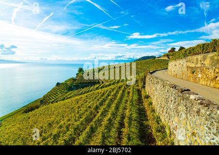 Lavaux, Suisse : Lac Léman et Alpes suisses paysage vu des courses de vignes de Lavaux dans le canton de Vaud Banque D'Images