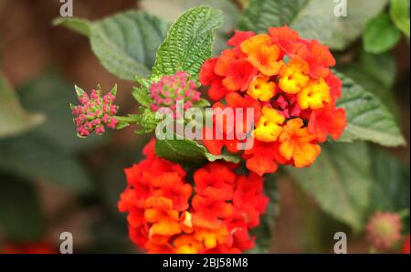 Lantana camara, également connu sous le nom de drapeau espagnol ou West Indian Lantana Banque D'Images