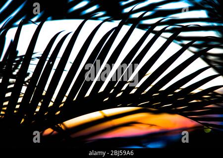 Palm branches dans le paradis tropical au coucher du soleil Banque D'Images