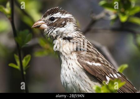 Gros plan croisé de grosbeak Banque D'Images