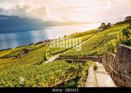 Lavaux, Suisse : Lac Léman et Alpes suisses paysage vu de Lavaux vignoble randonnée pédestre Trail dans le Canton Vaud Banque D'Images