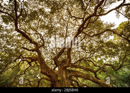 Charleston, Caroline du Sud, États-Unis – 23 octobre 2018 : Angel Oak est un chêne vivant du sud situé dans Angel Oak Park sur l'île Johns, près de Charleston, au sud Banque D'Images