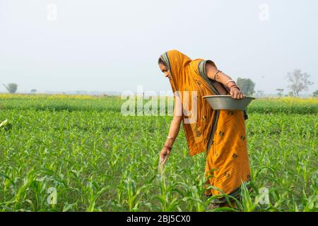 femme indienne agriculteur travaillant dans le domaine agricole Banque D'Images